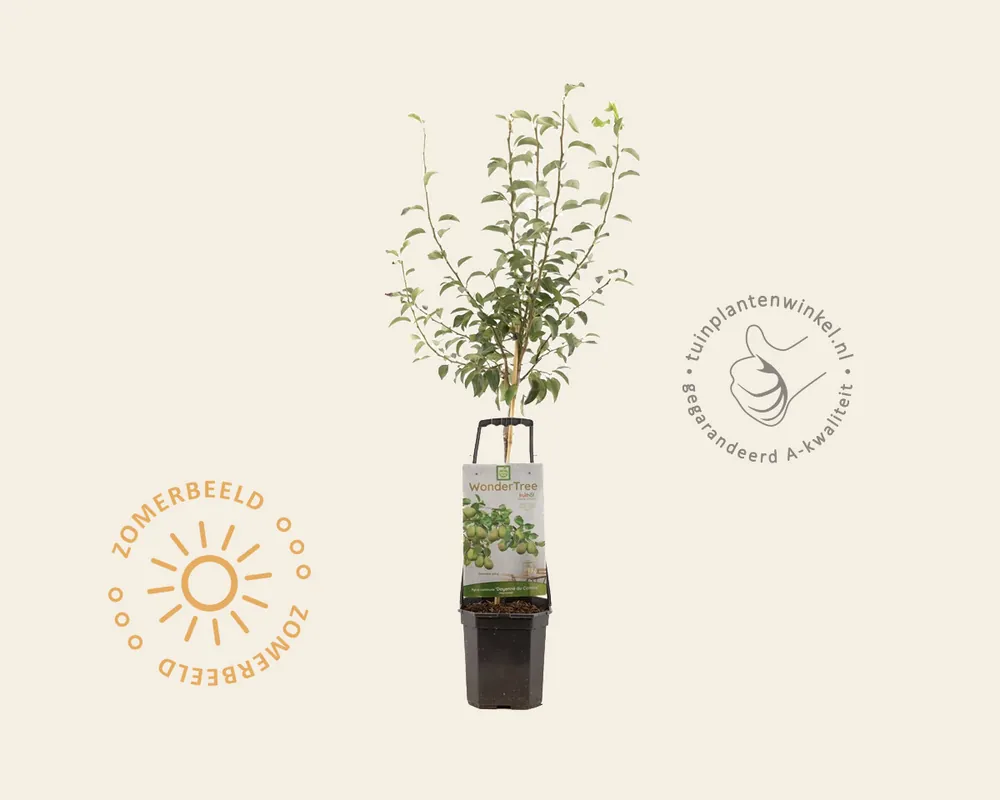 Nieuw gelanceerd - Pyrus communis ‘Doyenne du Comice‘ - Wonder Tree