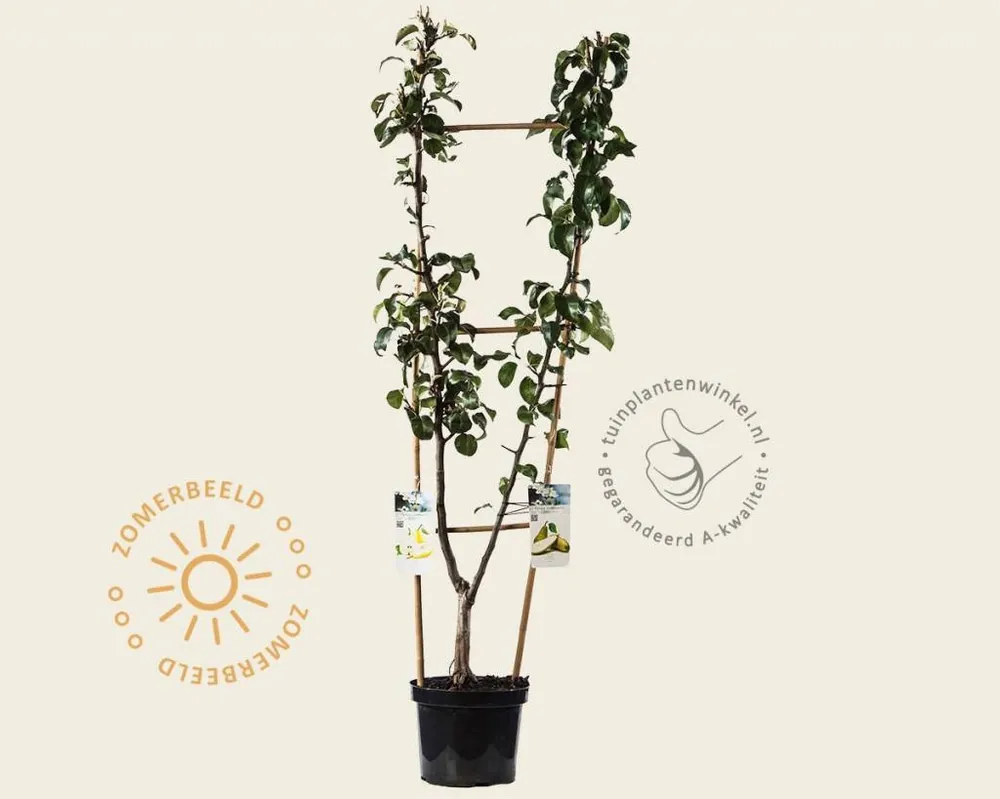 Professionele kwaliteit - Pyrus communis DUO ‘Conference‘ & ‘Williams‘