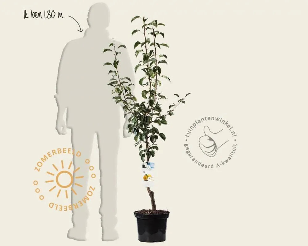 Pyrus communis ‘Gieser Wildeman‘ - laagstam | Voordelig