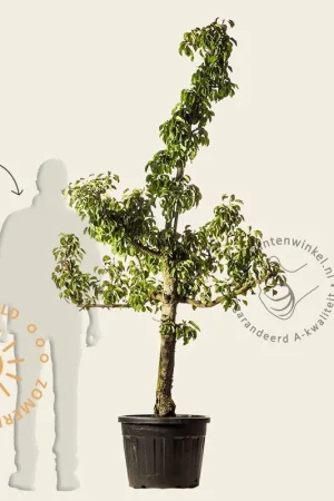 Pyrus communis ‘Gieser Wildeman‘ - oude laagstam | Direct bestellen
