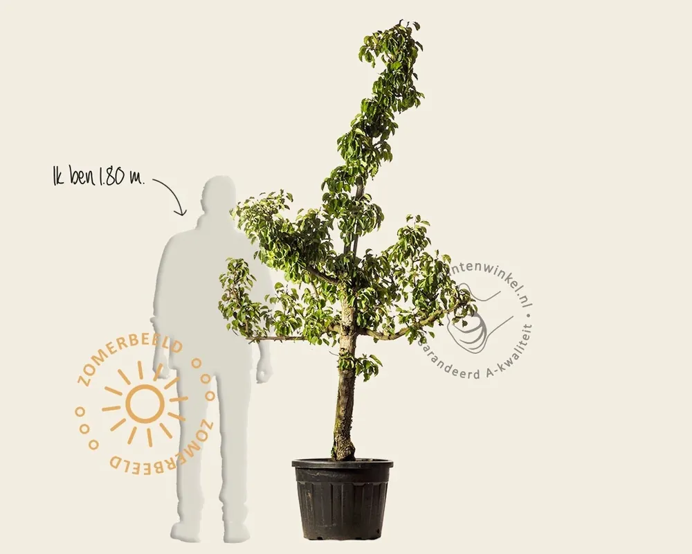 Pyrus communis ‘Gieser Wildeman‘ - oude laagstam | Direct bestellen