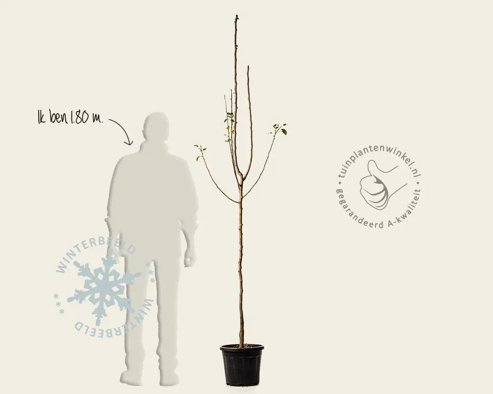 Online kopen - Pyrus communis ‘Jut‘ - halfstam