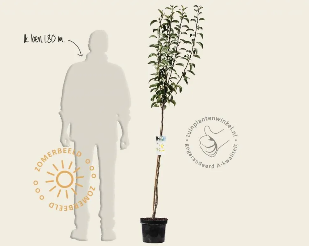 Superprijs | Pyrus communis ‘Rote Williams‘ - halfstam