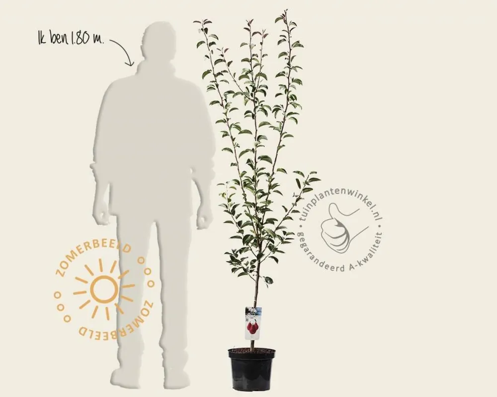 Nu beschikbaar | Pyrus communis ‘Rote Williams‘ - laagstam