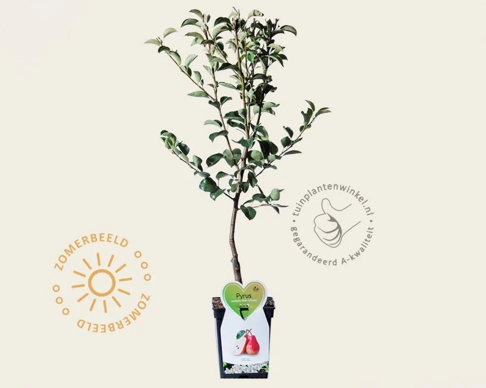 Pyrus communis ‘Rote Williams‘ - mini | Zojuist toegevoegd