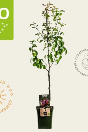 Aanrader - Pyrus communis ‘Rote Williams‘ - BIO mini