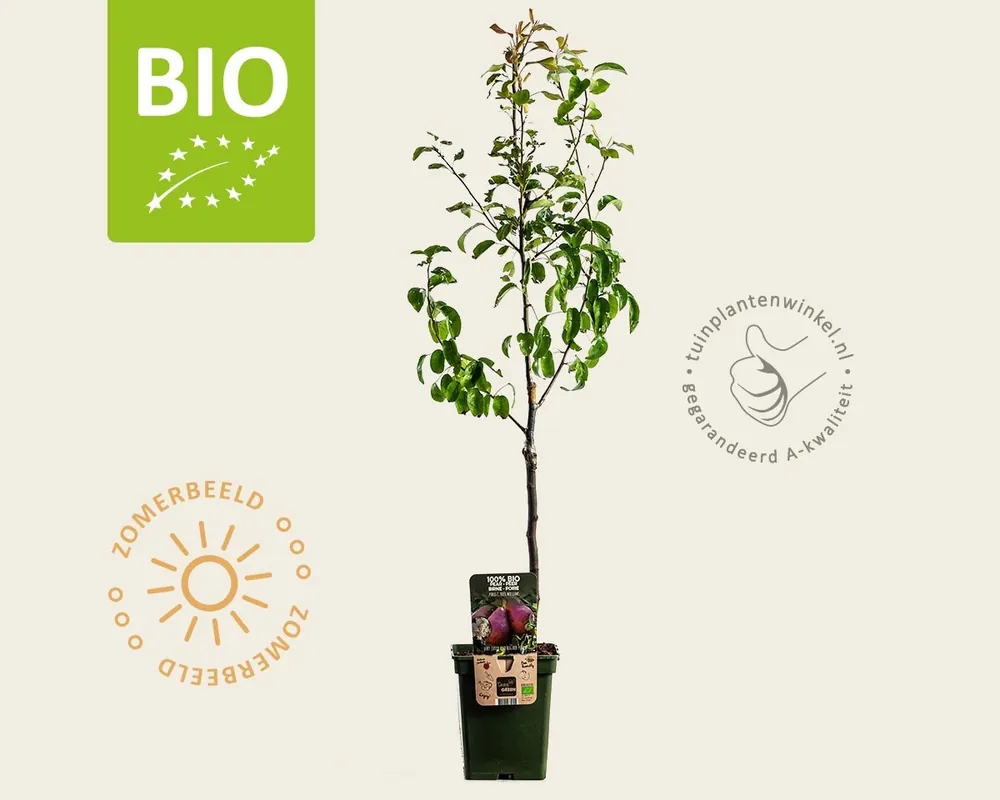 Aanrader - Pyrus communis ‘Rote Williams‘ - BIO mini