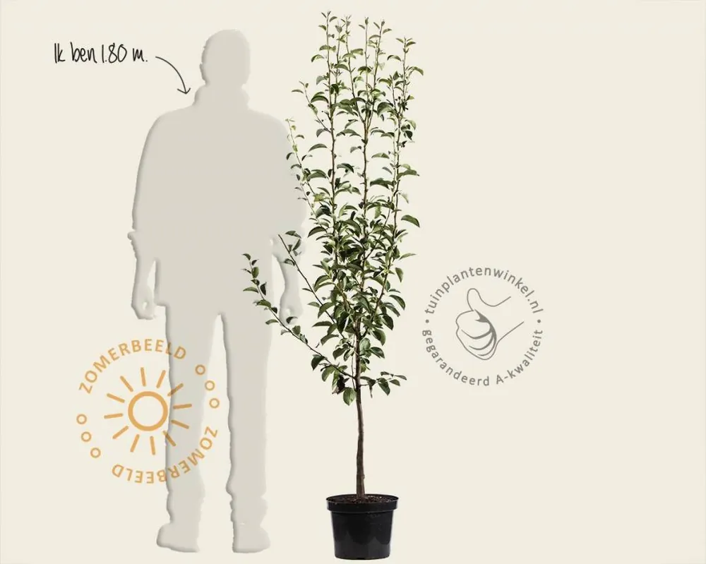 Alleen vandaag - Pyrus communis ‘Saint Remy‘ - laagstam