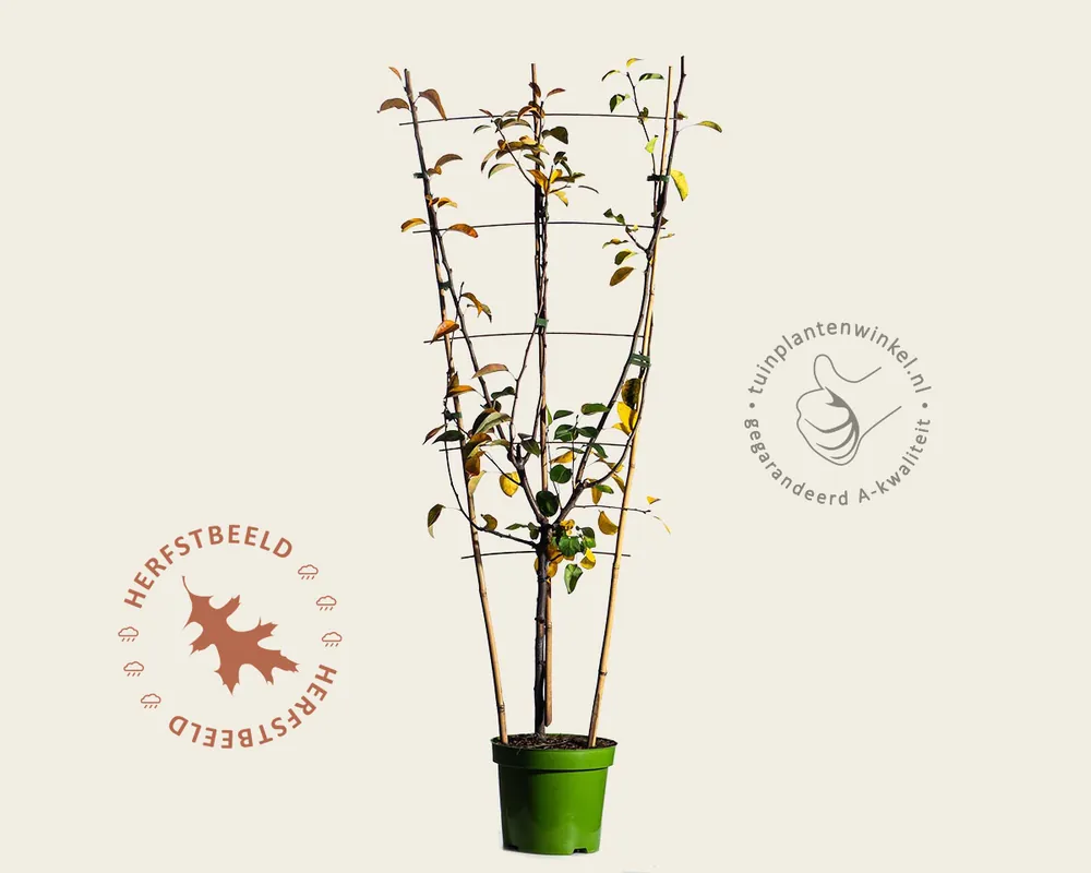 Actie | Pyrus communis TRIO ‘Beurré Hardy‘, ‘Conference‘ & ‘Williams‘ - in rek