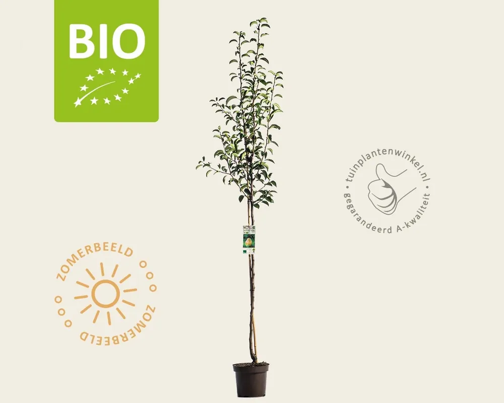 Pyrus communis ‘Williams‘ - BIO halfstam - Lage prijs