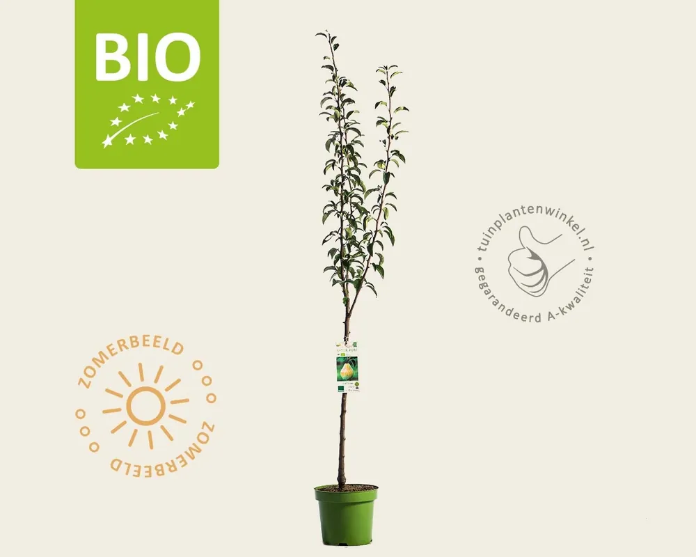 Flitsaanbieding - Pyrus communis ‘Williams‘ - BIO laagstam
