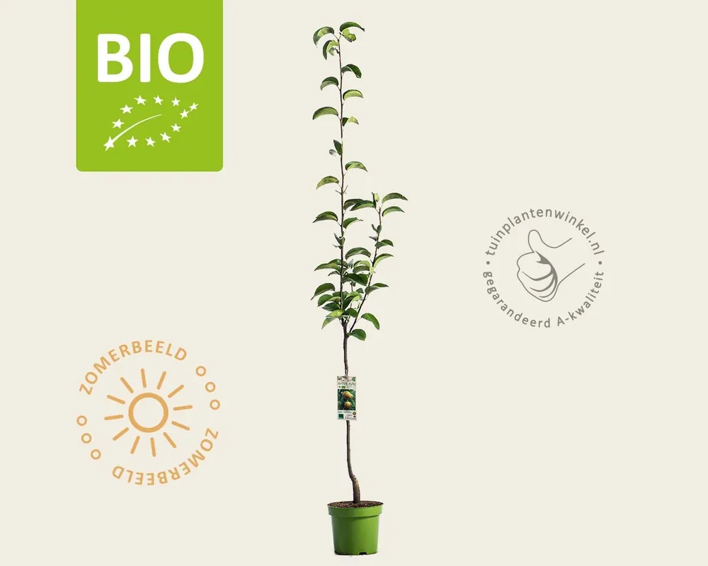 Pyrus pyrifolia ‘Kosui‘ - BIO laagstam | Topkwaliteit