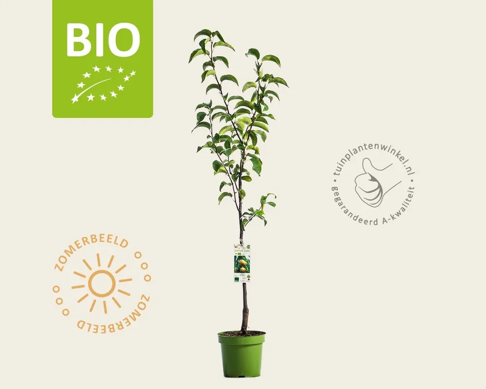 Pyrus pyrifolia ‘Nijisseiki‘ - BIO laagstam - Direct beschikbaar