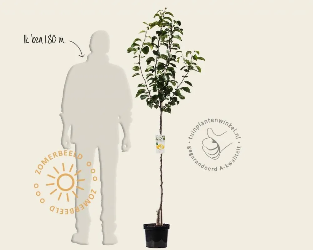 Hoog gewaardeerd - Pyrus pyrifolia ‘Nijisseiki‘ - halfstam