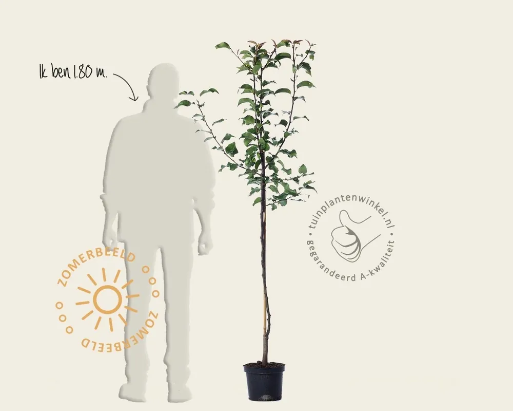 Professionele kwaliteit | Pyrus pyrifolia ‘Shinko‘ - halfstam