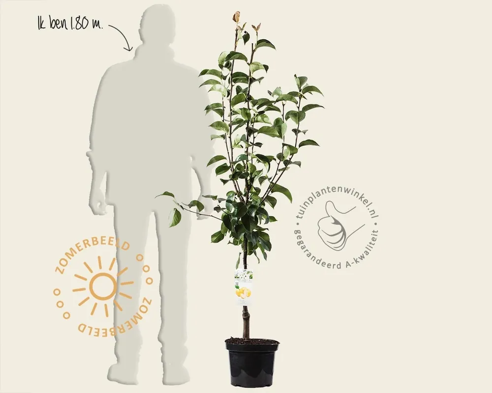 Bespaar meer - Pyrus pyrifolia ‘Shinko‘ - laagstam