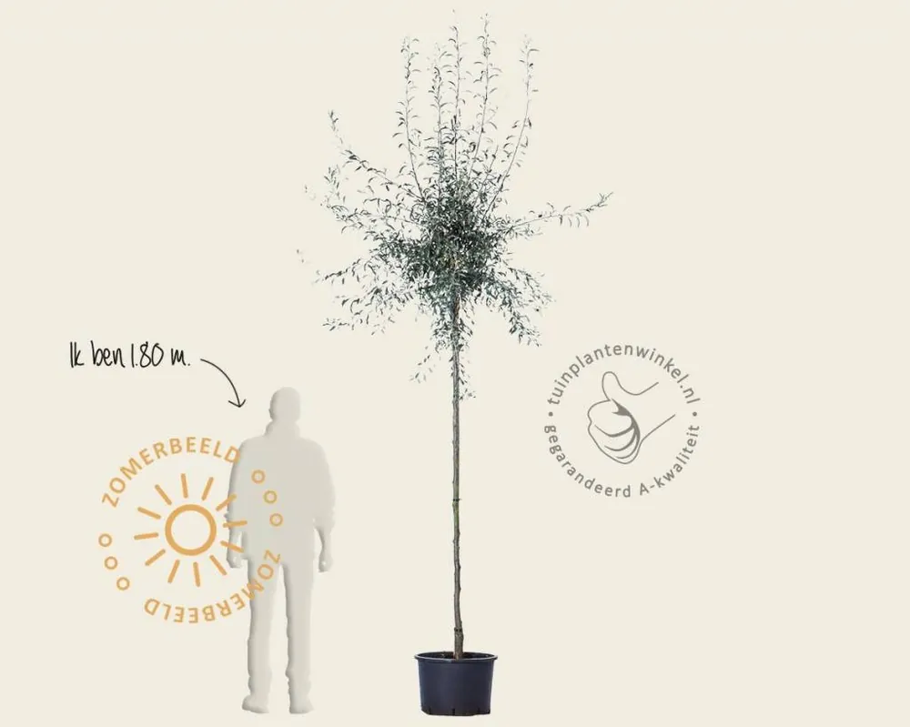 Pyrus salicifolia ‘Pendula‘ - op stam - Bestseller