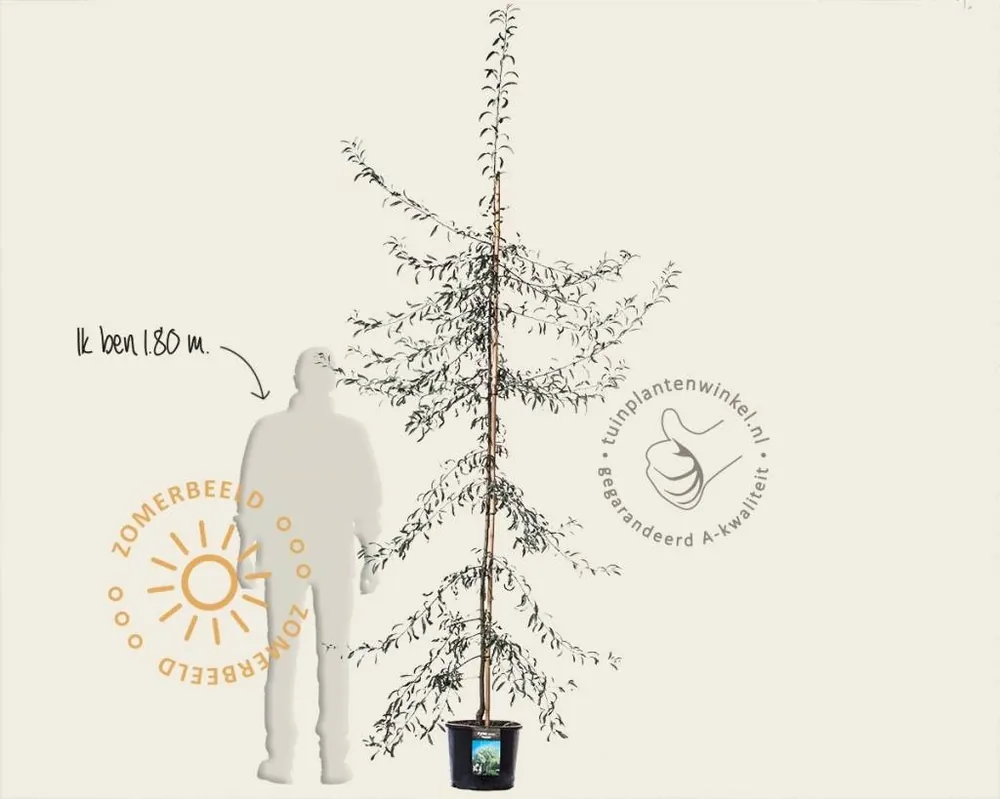 Trending - Pyrus salicifolia ‘Pendula‘ - beveerd