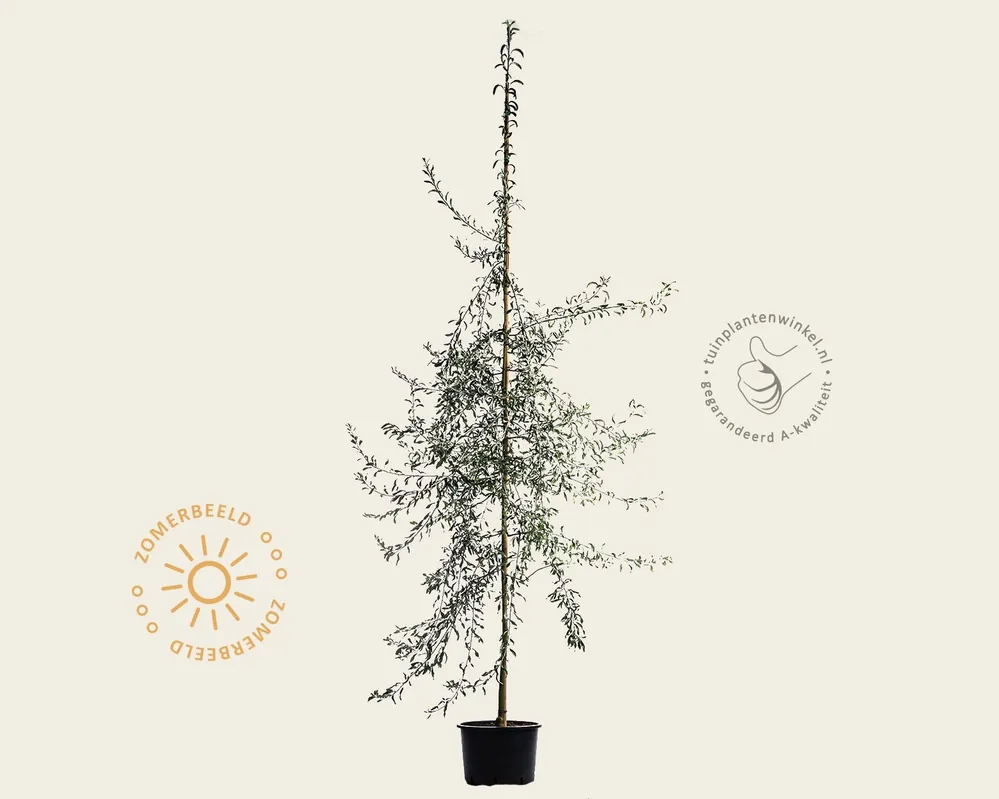 Pyrus salicifolia ‘Pendula‘ - beveerd | Fabrieksprijs