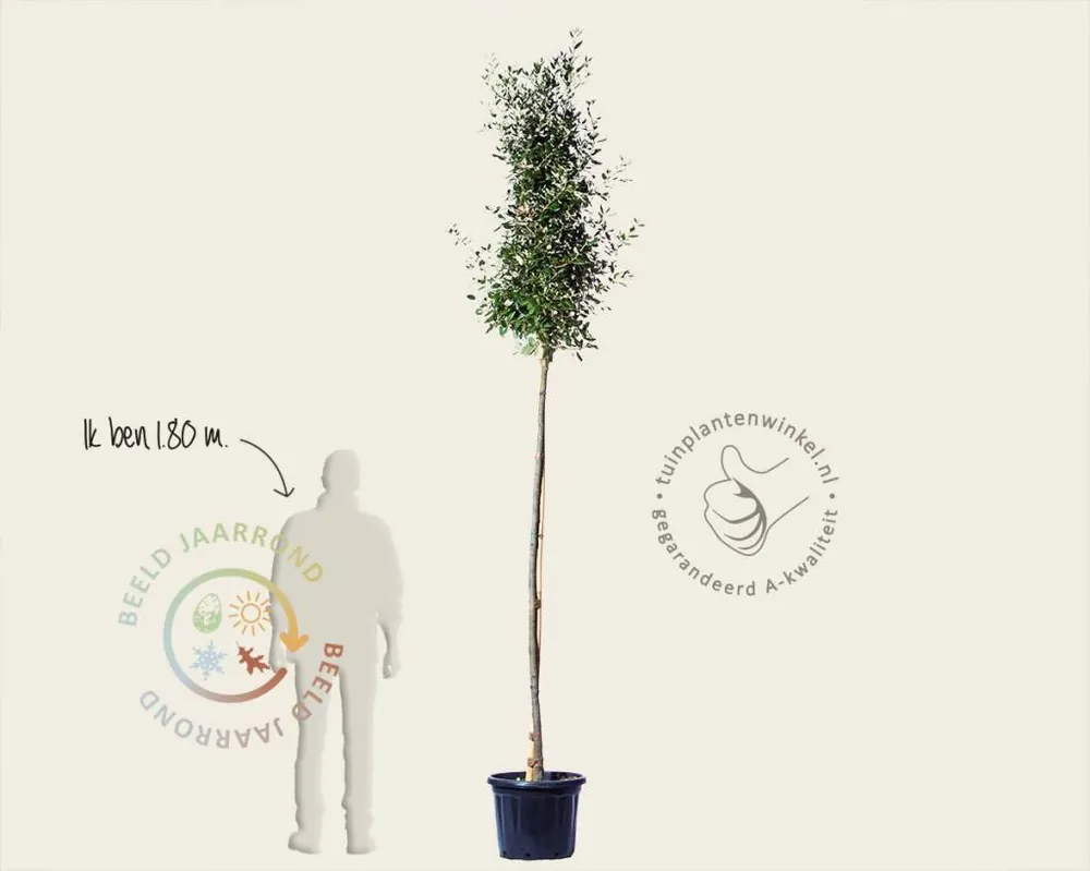 Quercus ilex - hoogstam - Superprijs