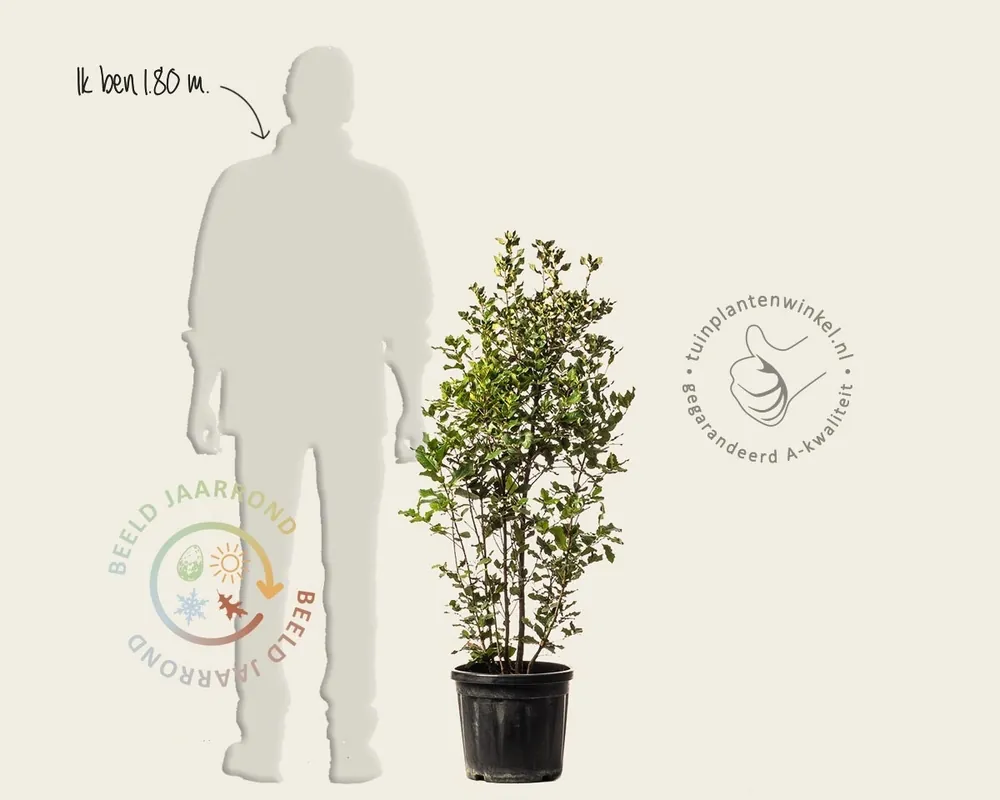 Vanaf nu beschikbaar - Quercus ilex - meerstammig