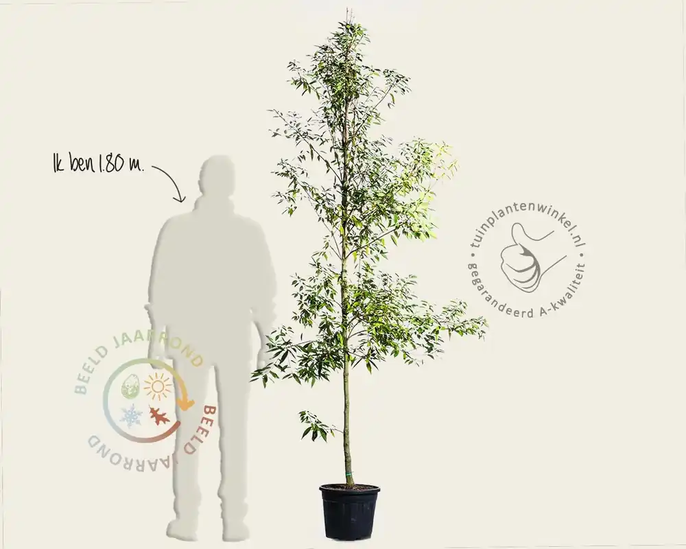 Quercus myrsinifolia - Zolang de voorraad strekt