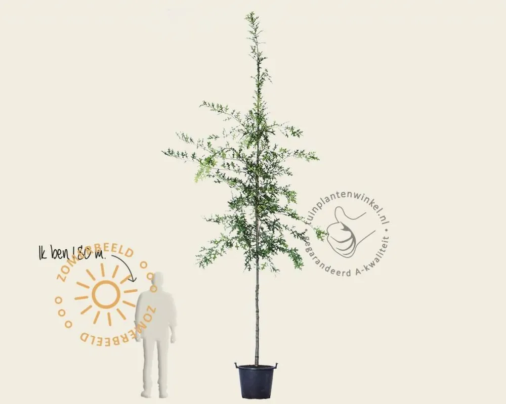 Alleen vandaag - Quercus palustris