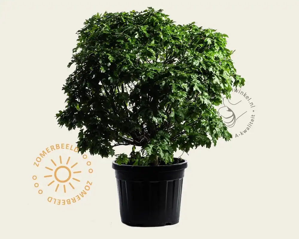 Quercus palustris ‘Green Dwarf‘ - Online bestellen