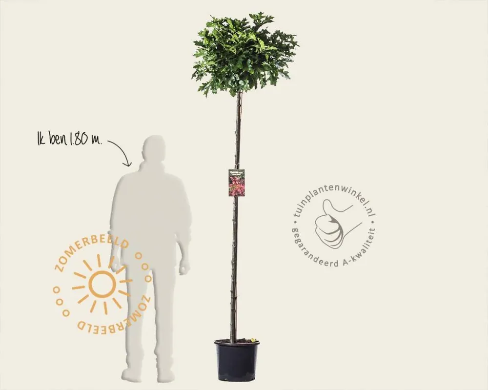 Quercus palustris ‘Green Dwarf‘ - 180 cm stam | Trending