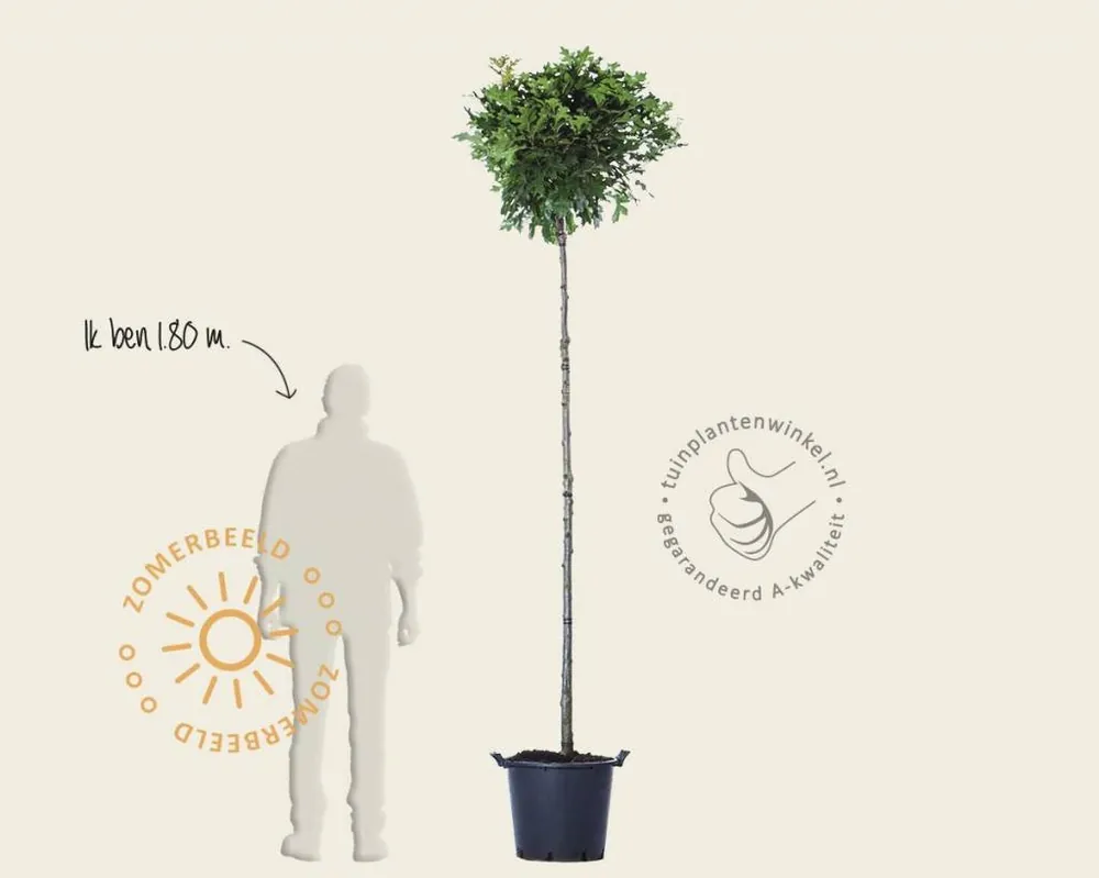 Quercus palustris ‘Green Dwarf‘ - 200 cm stam | Zeer goed beoordeeld