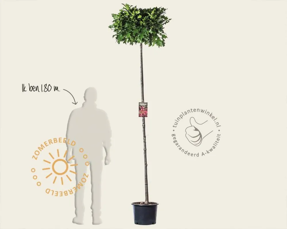 Expreslevering - Quercus palustris ‘Green Dwarf‘ - 200 cm stam