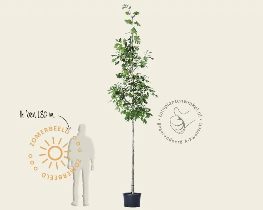 Quercus rubra - Slechts tijdelijk