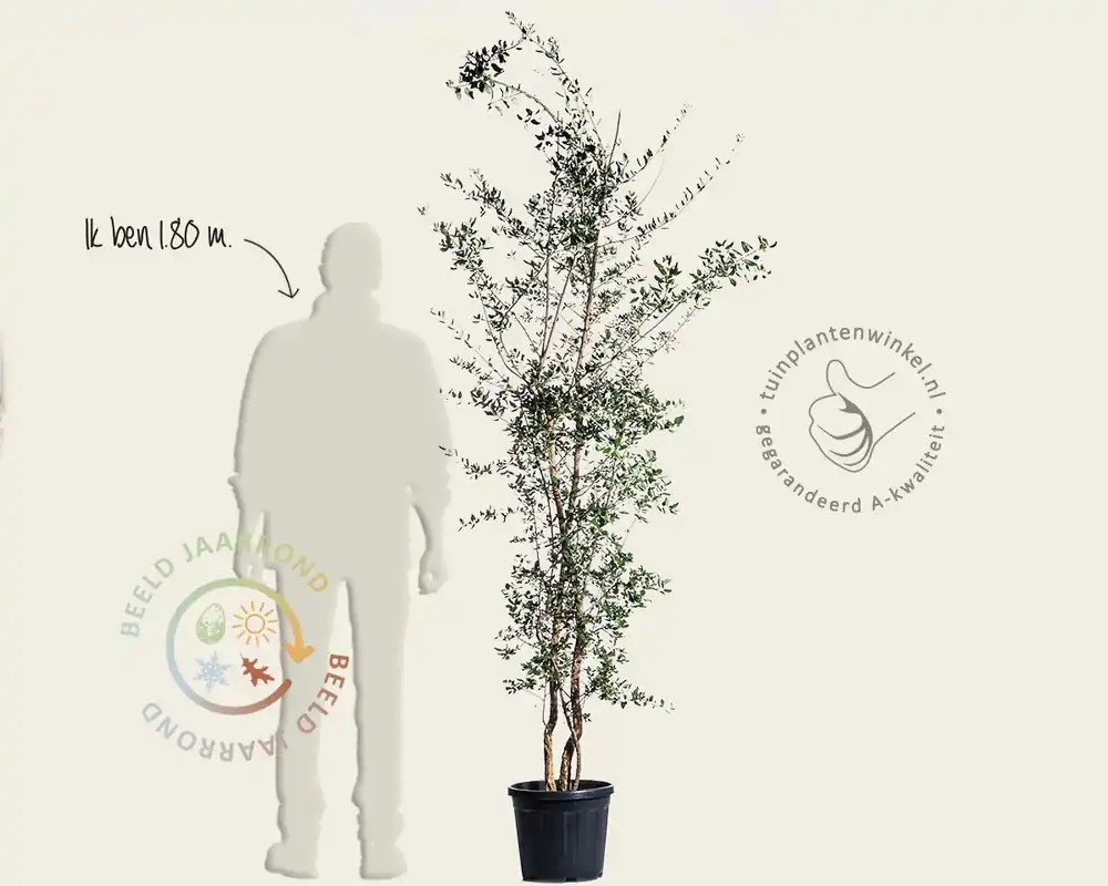 Fabrieksprijs - Quercus suber - meerstammig