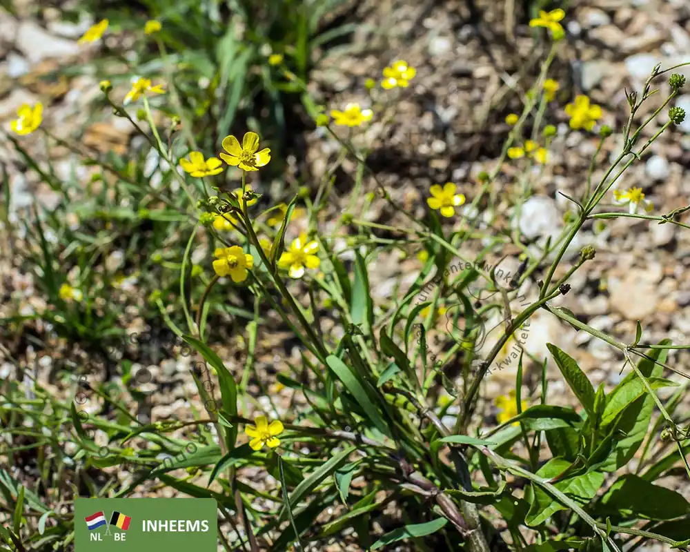 Ranunculus flammula - Hoge kwaliteit