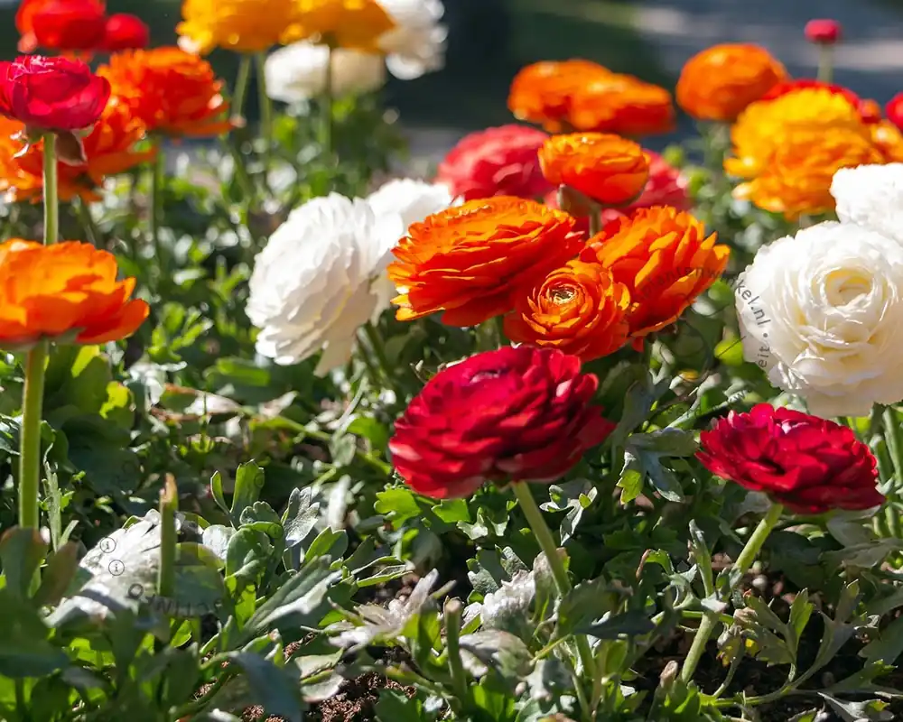 Ranunculus Mix | Favoriet van klanten