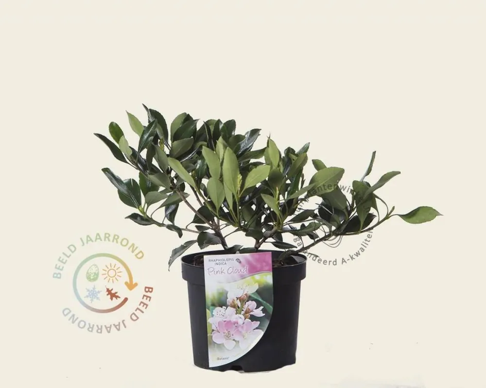 Superprijs - Rhaphiolepis indica ‘Pink Cloud‘