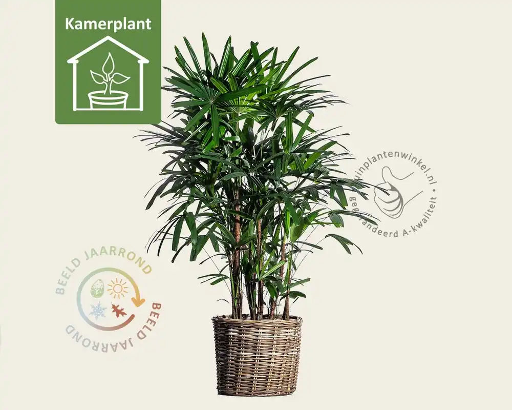 Rhapis excelsa - Nu beschikbaar