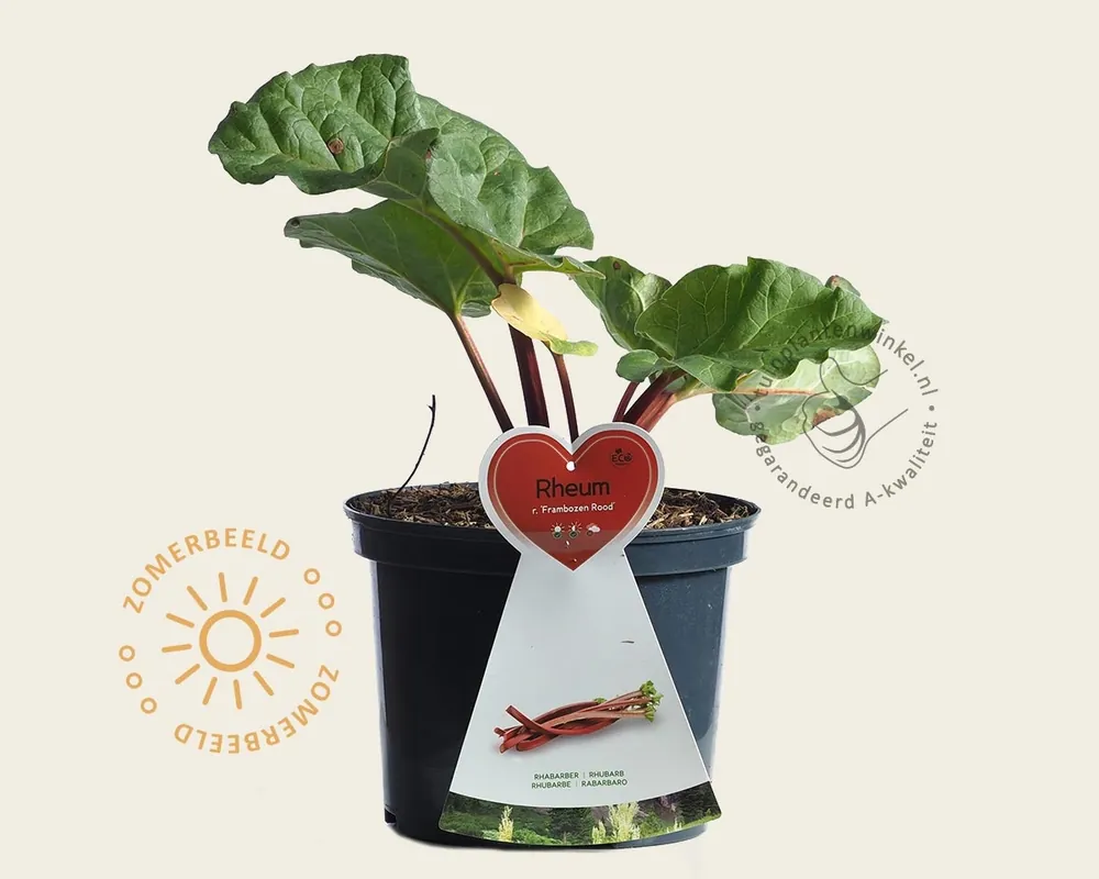 Rheum rhabarbarum ‘Frambozenrood’ | Speciale aanbieding