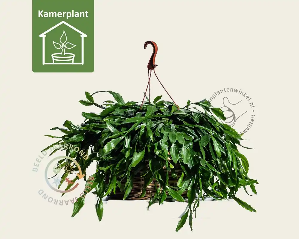 Extra voordeel | Rhipsalis crispata