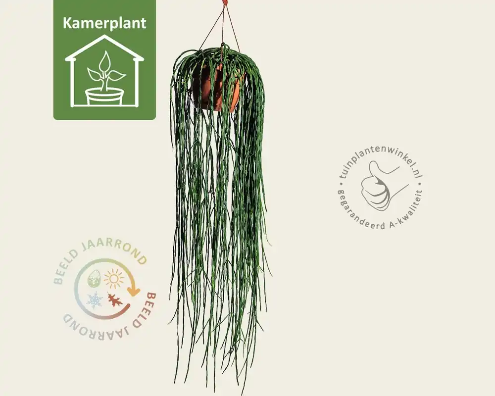 Bestel nu - Rhipsalis paradoxa