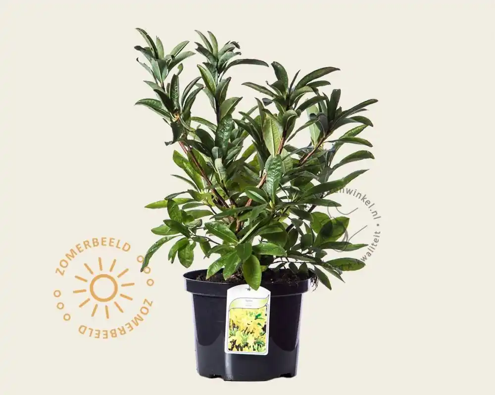 Topdeal | Rhododendron (AK) ‘Anneke‘