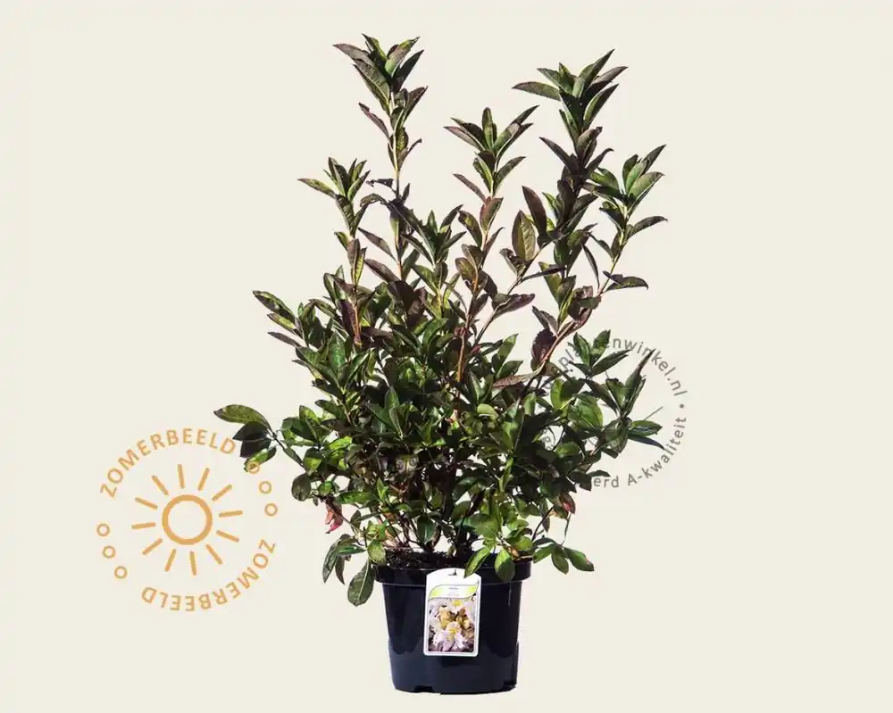 Rhododendron (AK) ‘Daviesii‘ - Premiumkwaliteit