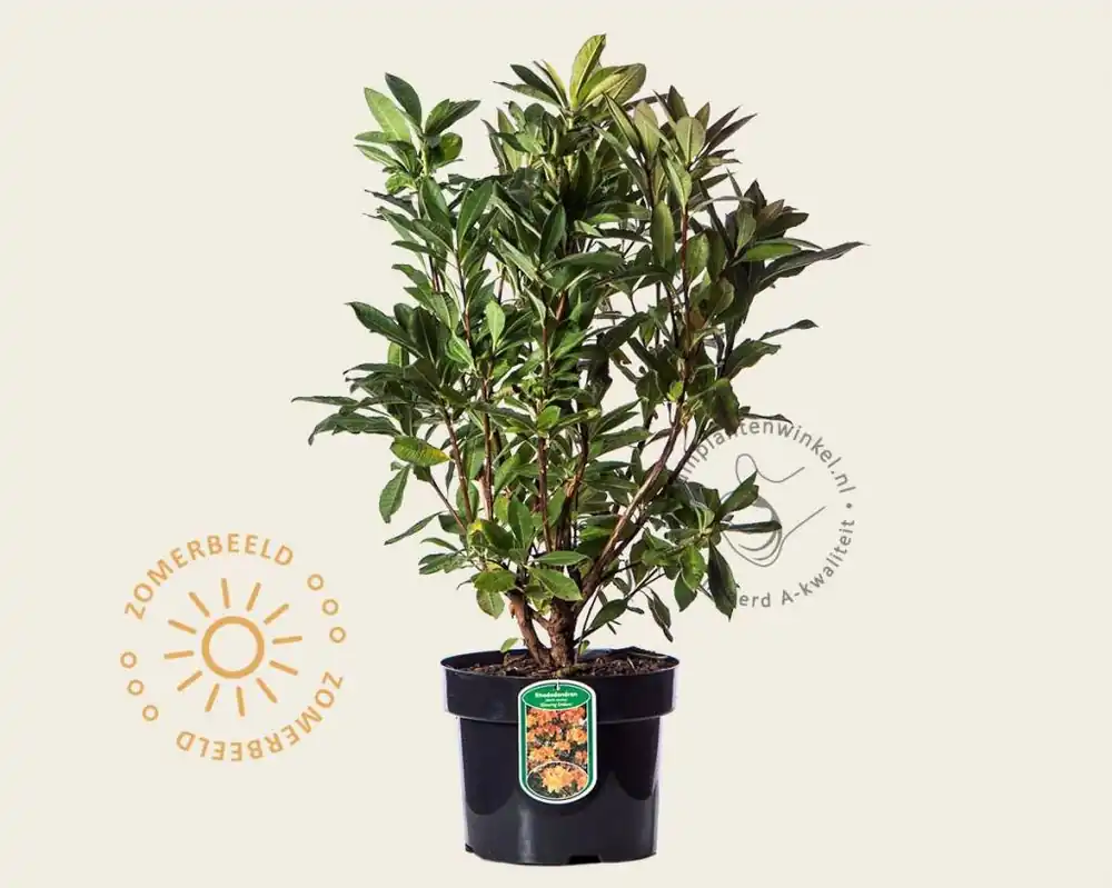 Rhododendron (AK) ‘Gibraltar‘ | Deal
