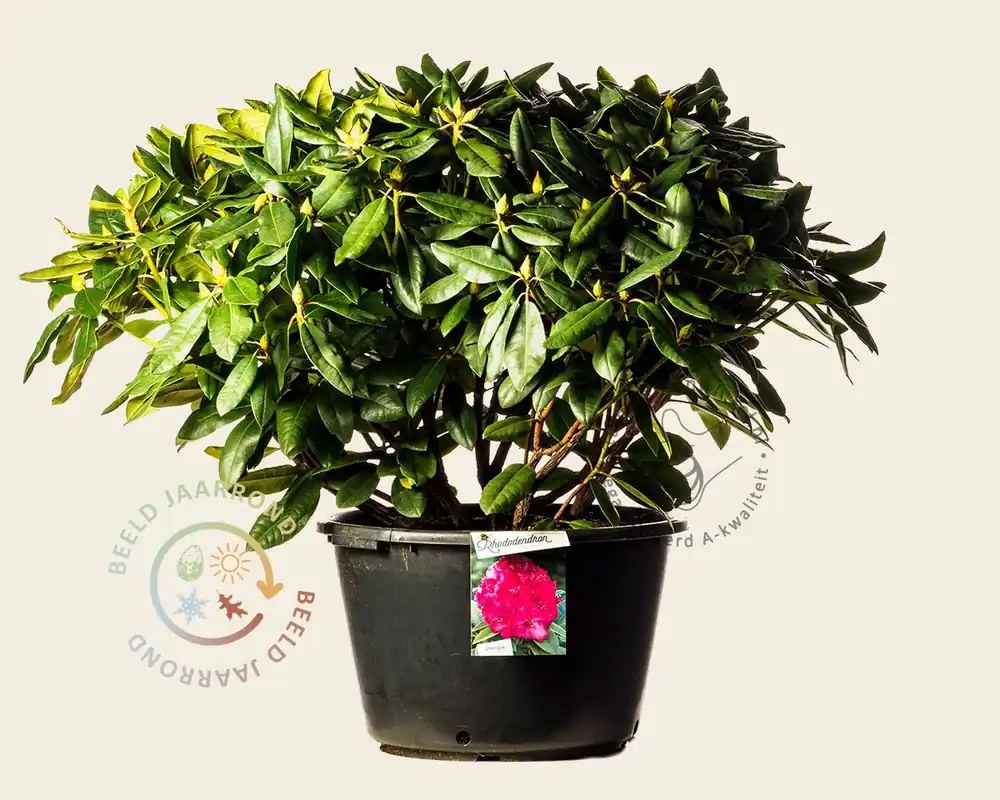 Rhododendron ‘American Beauty‘ | Scherpe prijs