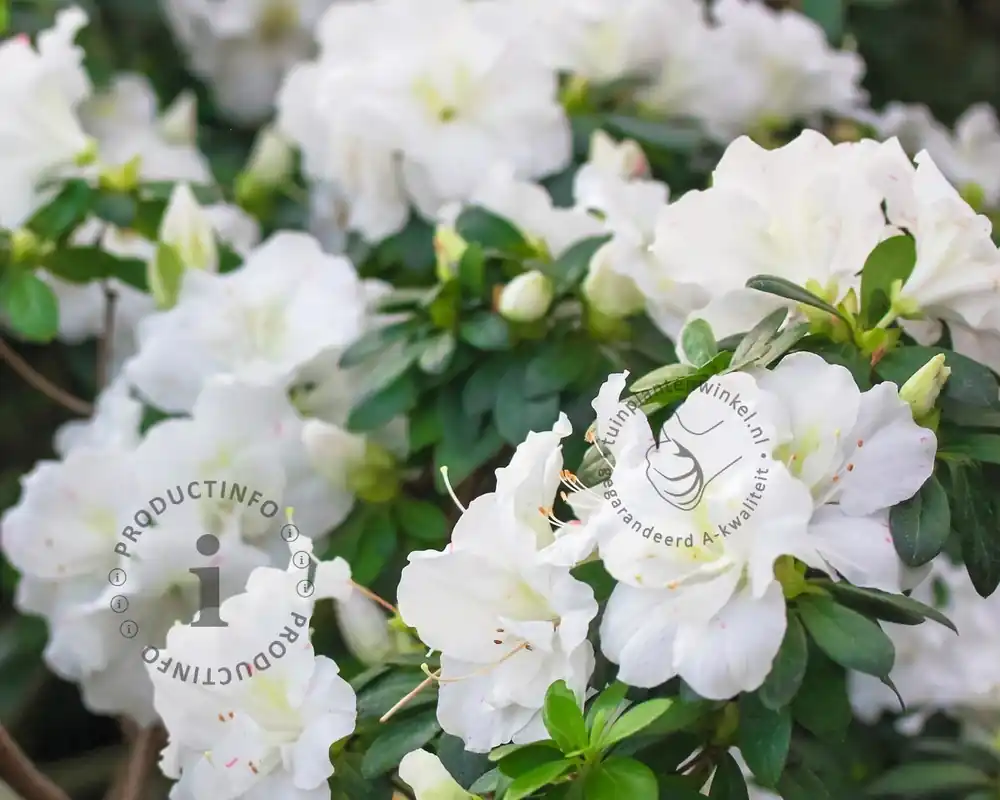 Rhododendron ‘Arctic Tern‘ - Trending