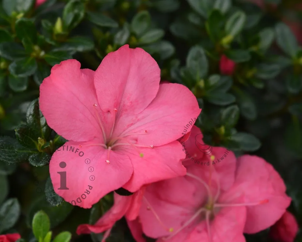 Expreslevering | Rhododendron Azalea ‘Anouk‘