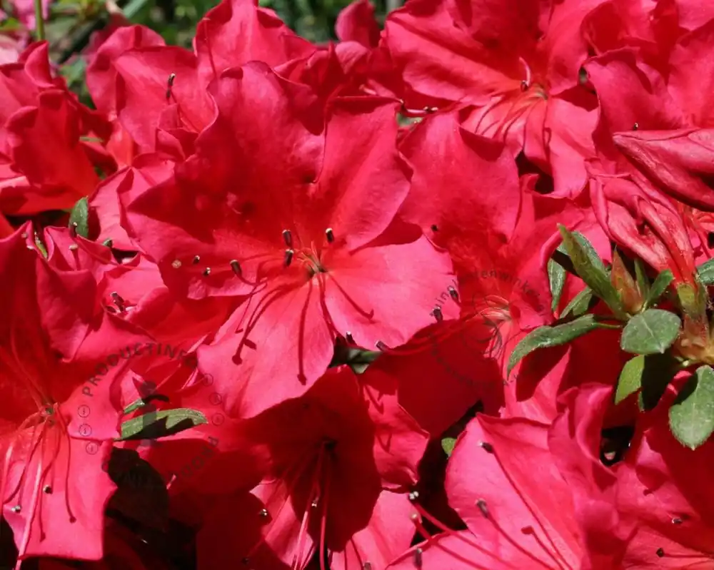 Rhododendron Azalea ‘Arabesk‘ | Beperkte voorraad