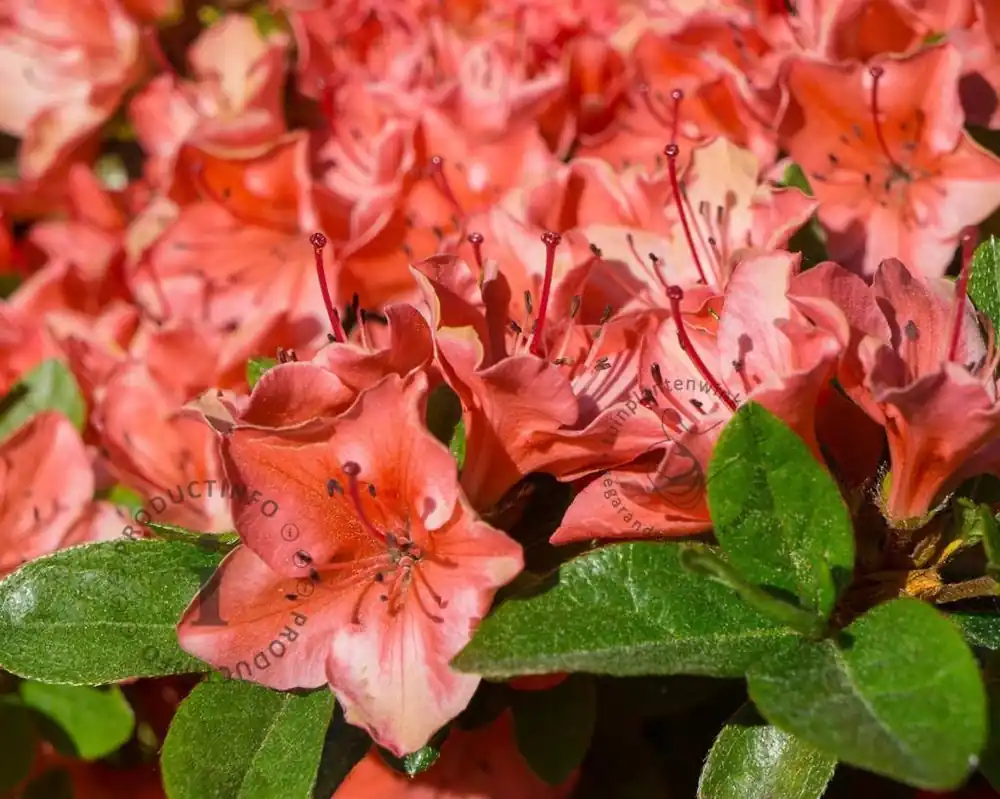 Bespaar nu | Rhododendron Azalea ‘Geisha Orange‘