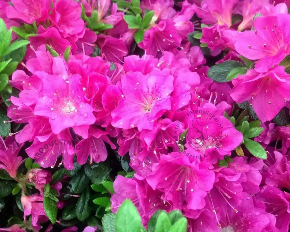 Rhododendron Azalea ‘Geisha Purple‘ | Goed beoordeeld