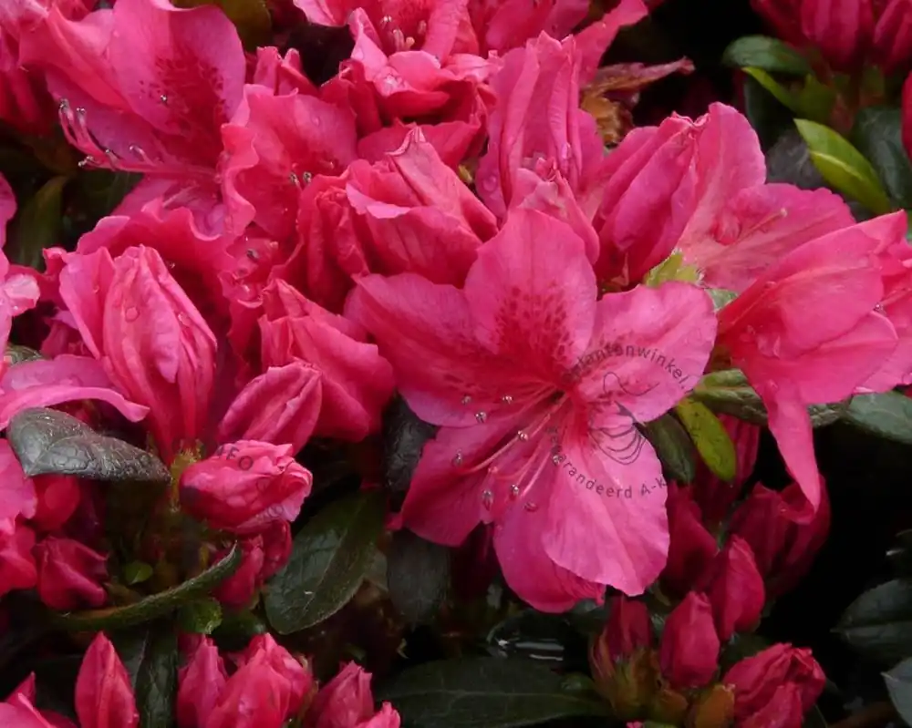Veel gekozen - Rhododendron Azalea ‘Georg Arends‘